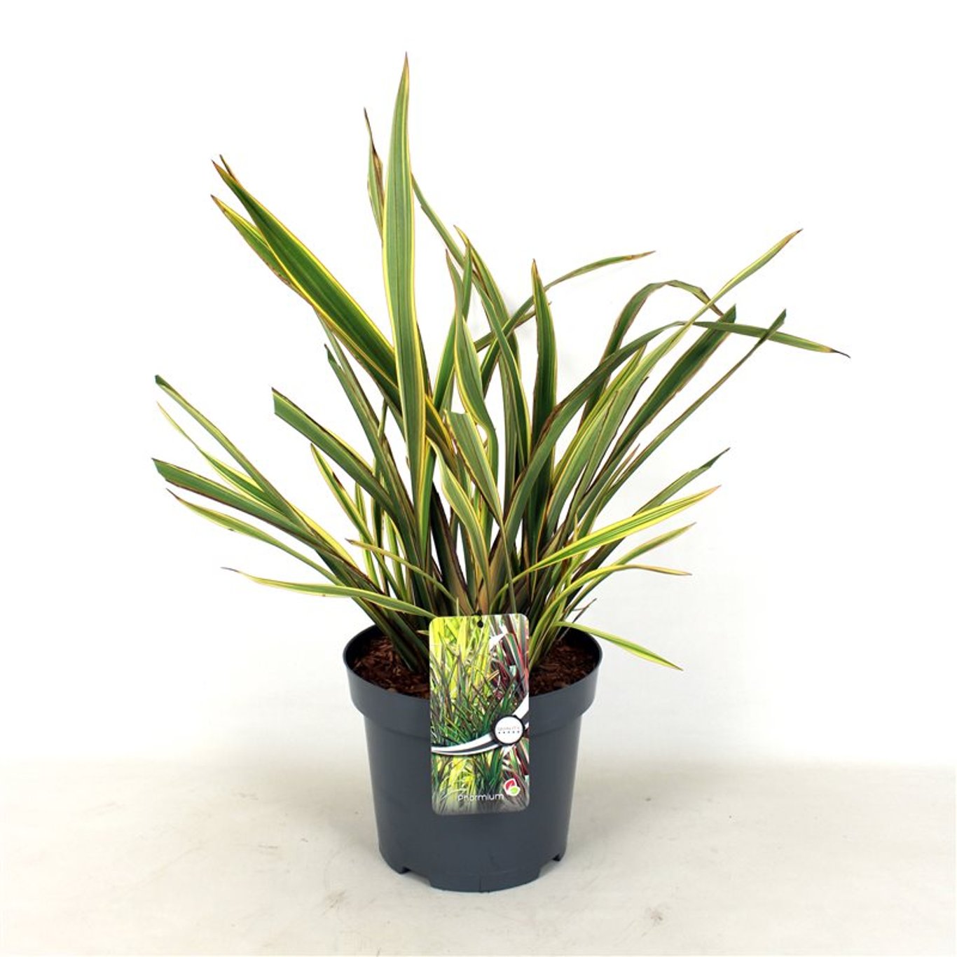 Nya Zeeländsk lin – Phormium 'Golden Ray' - C7.5 40-60 CM